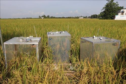 Hệ thống đo phát thải tại ruộng tham gia "Đề án 1 triệu ha lúa".