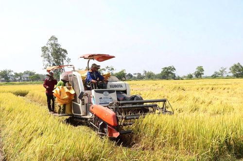 Ứng dụng cơ giới hóa trong liên kết sản xuất, tiêu thụ lúa giống. Ảnh: QUANG VIỆT