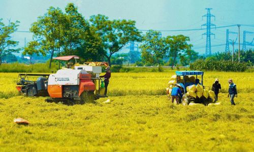 Thành phố Đà Nẵng đang áp dụng đồng bộ giải pháp để thúc đẩy phát triển sâu rộng các chuỗi liên kết sản xuất, tiêu thụ nông sản. Ảnh: QUANG VIỆT