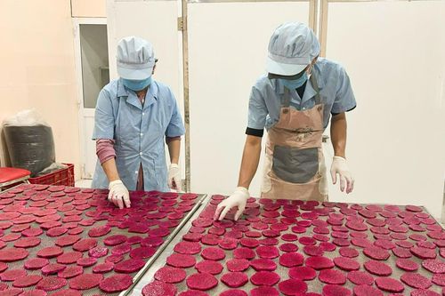 Chế biến sản phẩm tại HTX Thanh long sạch Hòa Lệ