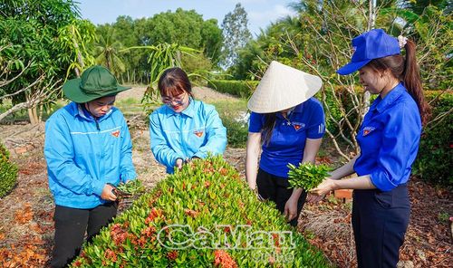 Các bạn đoàn viên nữ cùng cắt tỉa cây cảnh, tạo hàng rào cây xanh đẹp trong các tuyến đường của xã.