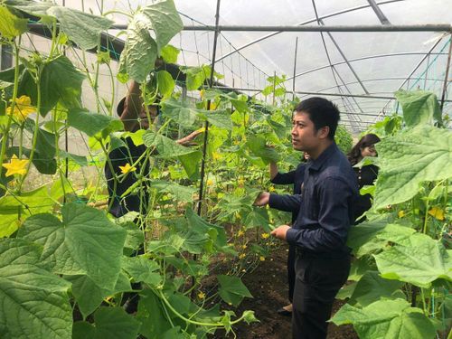 Các mô hình sản xuất theo hướng hữu cơ đang mang lại hiệu quả kinh tế cao hơn, góp phần nâng cao chất lượng, sức cạnh tranh và giá trị sản phẩm nông nghiệp. Ảnh: PV