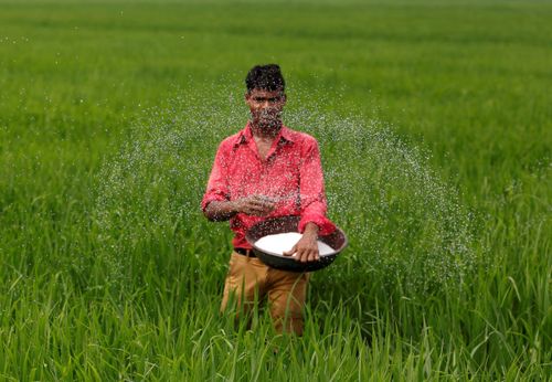  Nếu chiến tranh kéo dài, nền nông nghiệp toàn cầu sẽ tiếp tục chứng kiến đà leo thang chóng mặt của phân bón, kéo theo lo ngại về an ninh lương thực. Ảnh: Reuters. 