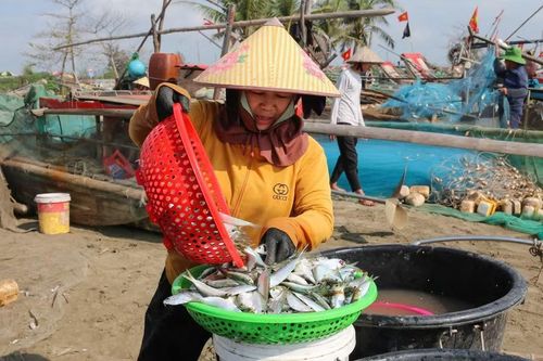 Cá tươi tự nhiên, không cần ướp đá là yếu tố giúp cá trích Hải Châu luôn được thương lái ưa chuộng.