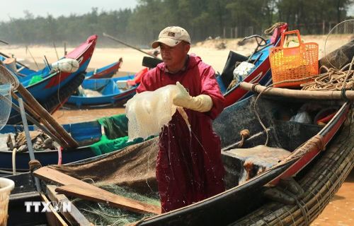 Mỗi chuyến biển có thể thu từ hàng tấn sứa, giúp ngư dân rút ngắn thời gian khai thác nhưng vẫn đạt hiệu quả kinh tế đáng kể. (Ảnh: Thanh Thủy/TTXVN)