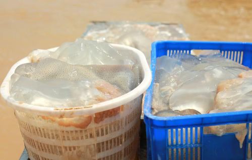 Sứa được vận chuyển mang đi tiêu thụ. (Ảnh: Thanh Thủy/TTXVN)