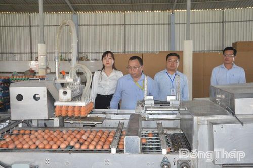 Giá trứng gà đang phục hồi nhẹ, nhưng vẫn ở mức thấp.