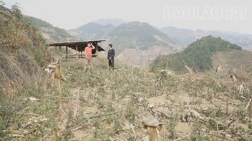  Gần 800 m2 ruộng của gia đình ông Hờ A Chua ở thôn Dề Thàng không thể gieo cấy. 