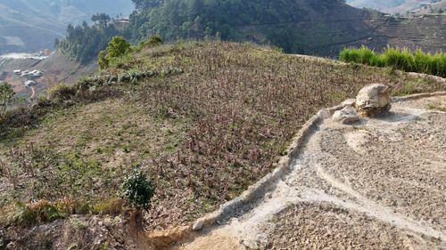 Nếu ruộng bậc thang bỏ hoang, không gieo cấy từ 2 đến 3 năm sẽ rất khó sản xuất lại được.