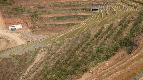 Để có nước phục vụ sản xuất, nhiều hộ dân phải đi lấy nước từ công trình thủy lợi khác.