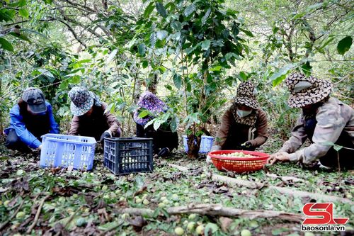 Hội viên phụ nữ Phường Chiềng An chung tay hỗ trợ bà con nhân dân.