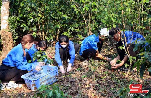 ĐVTN Trường Đại học Tây Bắc thu gom nông sản giúp bà con nhân dân.