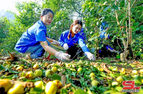ĐVTN Trường Đại học Tây Bắc tích cực hỗ trợ bà con nông dân.