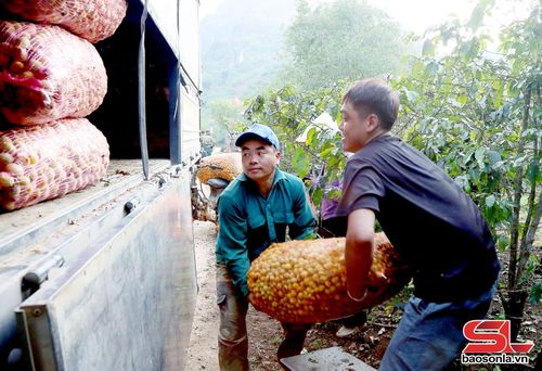 Thương lái thu mua, vận chuyển nông sản, giảm thiệt hại giúp nhân dân.