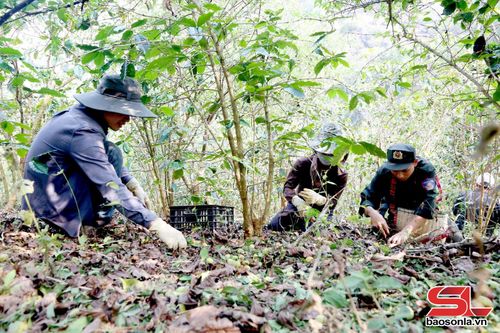Nhân dân và lực lượng vũ trang thu gom nông sản, góp phần giảm thiểu thiệt hại.