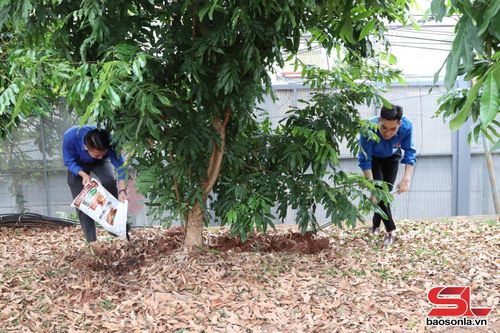 ĐVTN Chi đoàn Báo và PTTH tỉnh chăm sóc cây xanh trong khuôn viên đơn vị trong Ngày Chủ nhật xanh.
