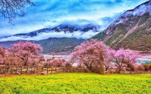 Lễ hội Hoa đào Nyingchi, Tây Tạng diễn ra từ đầu tháng 3 đến cuối tháng 4. Toàn bộ khu vực biến thành khung cảnh thần tiên, với những bông hoa đào màu hồng mỏng manh phủ kín các sườn đồi và thung lũng. Ảnh: tibettourism