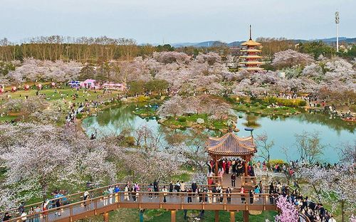 Rất đông khách du lịch "săn" hoa tại vườn hoa anh đào Hồ Đông, Vũ Hán ngày 21/3. Ảnh: english.wuhan.gov.cn