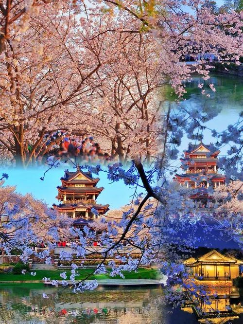 Từ giữa tháng 3 đến chiều 14/3, công viên Nguyên Đầu Chử (Yuantouzhu) ở Vô Tích, tỉnh Giang Tô đã đón gần 70.000 lượt khách du lịch, lập kỷ lục cho mùa "săn" hoa anh đào 2026. Ảnh: Sg.trip