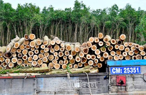 Cà Mau gắn khai thác lâm nghiệp với nhiệm vụ bảo tồn hệ sinh thái rừng đặc trưng và duy trì tỷ lệ che phủ rừng ổn định ở mức 12,3%.