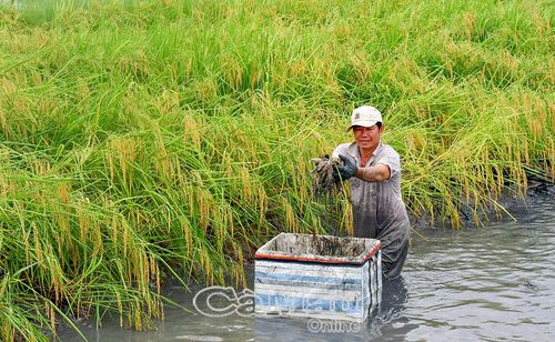 Ngành lúa tập trung nâng cao chất lượng bằng việc chuyển đổi 100% diện tích vùng lúa - tôm sang sản xuất sạch, hữu cơ và xây dựng thương hiệu gạo đạt chuẩn OCOP 5 sao.