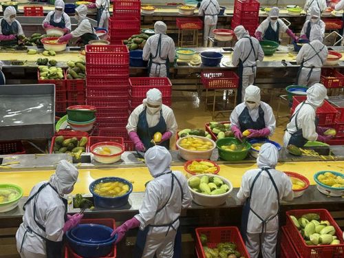Công nhân sơ chế rau quả trước khi đưa vào chế biến. Ảnh: AH