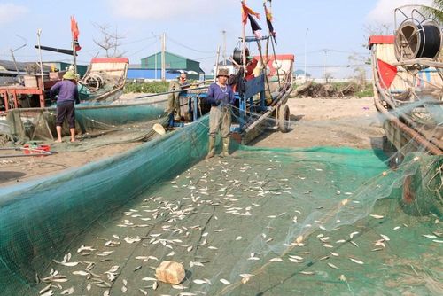 Cá trích tươi ngon đánh bắt từ biển về