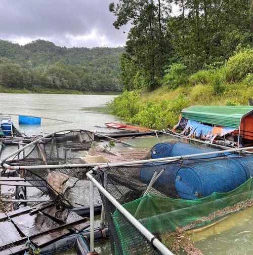 Nắng nóng, thiên tai cũng là 1 trong những thách thức lớn đối với con cá tầm