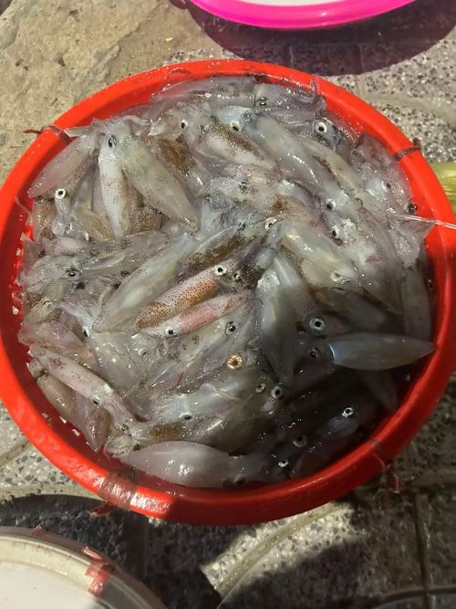 Với nhiều người, trải nghiệm đáng nhớ nhất không chỉ là ăn mực, mà là khoảnh khắc đứng giữa chợ đêm, dưới ánh đèn pin chập chờn, tự tay chọn từng con mực còn “nháy” và hòa mình vào nhịp sống biển cả. Ảnh Nghệ An News