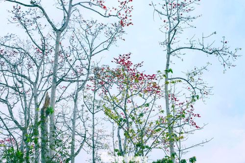 Với hàng trăm cây gạo hiện hữu, trong đó có nhiều cây cổ thụ quý giá, Nhân Hòa đang từng bước gìn giữ và phát huy giá trị của “báu vật” thiên nhiên này. Việc mở rộng trồng thêm hoa gạo trên các tuyến đường chính không chỉ làm đẹp cảnh quan mà còn mở ra hướng phát triển du lịch bền vững, gắn với bản sắc địa phương. Ảnh: Rạng Đông