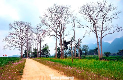  Dọc những con đường làng, ven sông hay trên triền đồi, sắc đỏ hoa gạo nổi bật giữa nền xanh của cây cối và ruộng đồng trù phú. Ảnh: Rạng Đông 