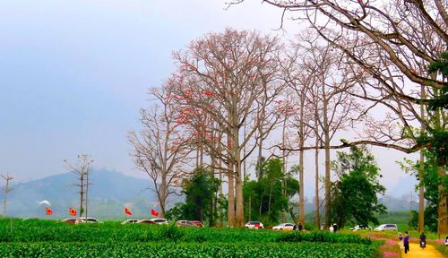 Ông Nguyễn Minh Đức - Trưởng phòng Văn hóa xã hội xã Nhân Hòa - cho biết, trên địa bàn xã có hàng trăm cây hoa gạo. Trong đó hàng chục cây cổ thụ có tuổi đời từ 50-100 năm tuổi mọc tự nhiên trên con đường làng dẫn vào trung tâm xã.