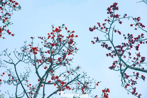 Giữa nhịp sống hiện đại, sắc đỏ mộc mạc ấy như một điểm dừng chân để con người tìm về với thiên nhiên, với ký ức và với những giá trị bình dị mà sâu lắng của quê hương xứ Nghệ. Ảnh: Rạng Đông