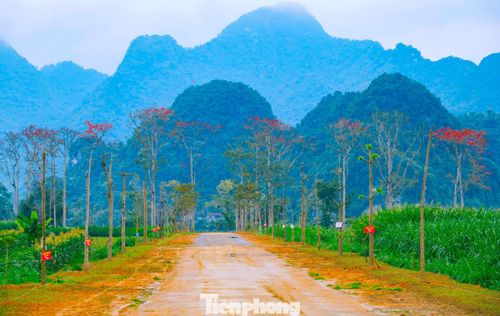  Người dân địa phương cho biết, nhiều cây gạo ở đây đã tồn tại hàng chục, thậm chí hàng trăm năm. Qua bao mùa mưa nắng, những thân cây sần sùi vẫn hiên ngang đứng đó, mỗi năm lại đến hẹn bung nở, như một dấu mốc quen thuộc báo hiệu thời khắc giao mùa. Ảnh: Rạng Đông 