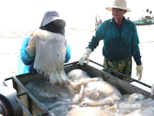Mỗi ngày ngư dân mang về khoảng 2 tấn sứa và phải mất nhiều chuyến trung chuyển ra vào mới đưa hết sứa vào bờ. "Năm nay sứa được mùa, con có kích cỡ to, thậm chí có con một người ôm không xuể. Do sứa có thể gây ngứa, người làm nghề phải trang bị thêm bao tay, áo mưa để bảo vệ da khi thu hoạch. Trung bình mỗi ngày, bè của gia đình tôi thu được khoảng 2-3 tấn sứa, có hôm trúng lớn lên tới hơn 5 tấn. Sứa tươi, đẹp nên thương lái thu mua ngay tại bãi, sau khi trừ các chi phí cũng thu về được vài triệu đồng", ông Phạm Văn Minh, SN 1984, trú tại xã Hải Châu chia sẻ.