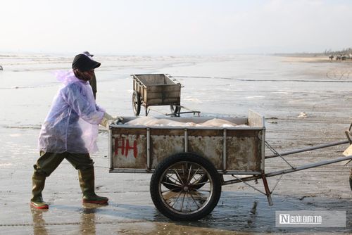“Dịp này đang là mùa sứa nên sản lượng nhiều, mỗi chuyến mang về 1,5 - 2 tấn. Đánh bắt sứa không quá vất vả mà lại có thu nhập ổn định”, chị Nguyễn Thị Hải, SN 1978, trú tại xã Hải Châu cho biết.