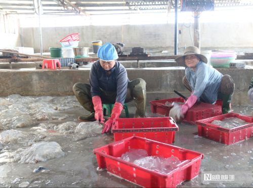 Bà Bùi Thị Vinh - chủ cơ sở chế biến sứa ở xã Hải Châu cho biết, mỗi ngày đơn vị thu mua khoảng 50 tấn sứa, tạo việc làm thường xuyên cho 15 – 20 lao động. Từ đầu vụ đến nay, cơ sở đã xuất bán hơn 1.000 tấn sản phẩm. Cơ sở chủ yếu sơ chế phân loại, sứa được xử lý qua nhiều công đoạn như quay ly tâm, làm sạch, loại bỏ tạp chất trước khi đưa ra thị trường. Sản phẩm sứa sau chế biến không chỉ tiêu thụ trong nước mà còn được xuất khẩu sang ra nước ngoài