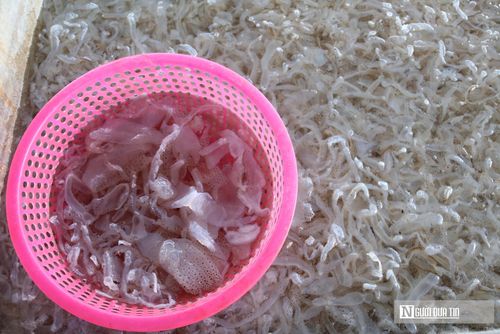 Phần thân sứa sau khi sơ chế được đưa vào máy cắt thành từng miếng nhỏ, đều nhau nhằm rút ngắn thời gian và nâng cao năng suất. Khi nước ngâm trở nên trong, sứa săn lại và không còn mùi tanh, sản phẩm mới đạt yêu cầu để đưa ra thị trường. Thành phẩm được tiêu thụ rộng rãi, chế biến thành nhiều món như: nộm, gỏi, bún sứa…