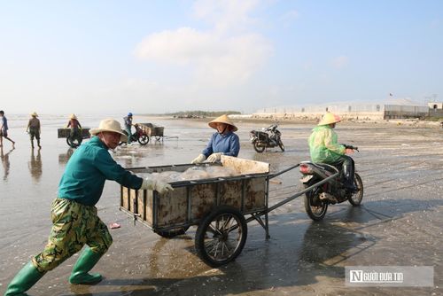Theo người dân xã Hải Châu, tỉnh Nghệ An, mùa sứa thường kéo dài từ tháng 3 đến tháng 5, trong đó cao điểm rơi vào tháng 3.