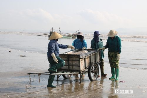 Theo ông Lê Văn Thông - Trưởng phòng Kinh tế xã Hải Châu, hiện toàn xã có hơn 300 bè mảng tham gia đánh bắt sứa, từ đầu năm đến nay đã đánh bắt được khoảng 3.000 tấn sứa biển. Trên địa bàn xã hiện có 4 cơ sở lớn chuyên thu mua, chế biến sứa, mỗi ngày bao tiêu hàng chục tấn, ngư dân không phải lo lắng về đầu ra. Thị trường tiêu thụ được duy trì ổn định, không chỉ phục vụ xuất khẩu mà còn đáp ứng nhu cầu trong nước, đặc biệt là trong mùa du lịch biển sắp tới.