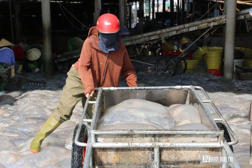 Việc sứa biển xuất hiện nhiều không chỉ giúp ngư dân nâng cao thu nhập mà còn tạo thêm việc làm cho lao động địa phương, góp phần làm sôi động kinh tế vùng ven biển.