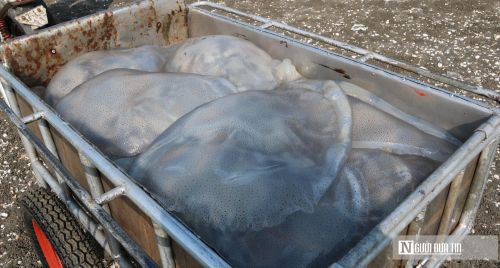 Những con sứa "khổng lồ" được người dân mang từ biển về.