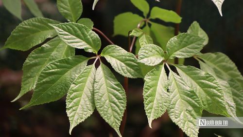 Không chỉ mang lại giá trị kinh tế cao, sâm Ngọc Linh còn góp phần giữ rừng, giữ đất và tạo sinh kế ổn định, giúp người dân gắn bó lâu dài với núi rừng.