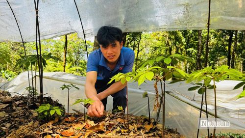Theo kinh nghiệm của người trồng, mỗi năm sâm Ngọc Linh trải qua ba giai đoạn sinh trưởng rõ rệt. Từ tháng 11 đến tháng 1 là thời kỳ ngủ đông, cây rụng lá, dồn dinh dưỡng về củ. Bước sang tháng 2 và 3, cây "thức giấc", bắt đầu mọc cuống, ra lá và hình thành hoa, đồng thời những hạt giống từ vụ trước cũng nảy mầm, mở đầu mùa trồng mới.