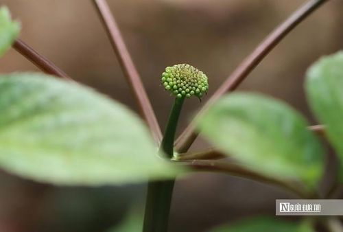 Măng Ri từ lâu được xem là "thủ phủ" của sâm Ngọc Linh, với hàng chục nghìn hecta trồng dưới tán rừng. Đối với đồng bào Xơ Đăng, cây sâm không chỉ là nguồn sinh kế mà còn là "báu vật" gắn liền với đời sống và văn hóa của cộng đồng.