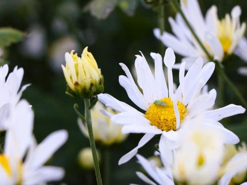 Những bông cúc họa mi ngậm sương sớm, khoe sắc trắng tinh khôi.