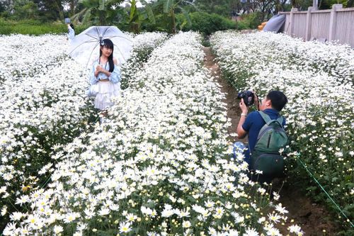 Nhiếp ảnh gia tự do tác nghiệp tại vườn cúc họa mi.