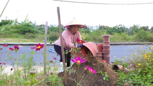 Theo chủ vườn, vườn hoa này được định hướng phát triển bền vững, hết mùa cúc họa mi sẽ tiếp tục luân phiên trồng các loại hoa khác, duy trì điểm đến quanh năm cho du khách.