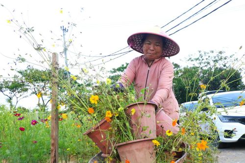 Bà Ngọc đã gắn bó 24 năm với nghề chăm sóc hoa, loại bỏ những chậu đã tàn úa, chuẩn bị trồng giống hoa mới.