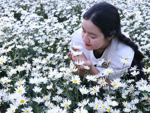 Vườn cúc họa mi nở rộ giữa lòng Đà Nẵng thu hút đông đảo du khách đến tham quan, chụp ảnh.